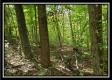 Tract 2 - The Woods at Pedigo Ridge property photo