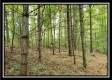 More of Tract 2 - The Woods at Pedigo Ridge