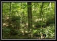 Tract 2 - The Woods at Pedigo Ridge property photo