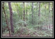 Tract 2 - The Woods at Pedigo Ridge property photo