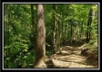 Tract 2 - The Woods at Pedigo Ridge property photo