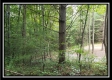 Tract 2 - The Woods at Pedigo Ridge property photo