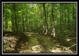 Tract 2 - The Woods at Pedigo Ridge property photo