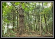 Tract 2 - The Woods at Pedigo Ridge property photo