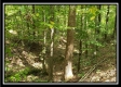 Tract 2 - The Woods at Pedigo Ridge property photo