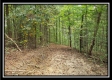 Tract 2 - The Woods at Pedigo Ridge property photo