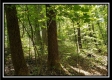 Tract 2 - The Woods at Pedigo Ridge property photo