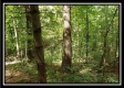 Tract 2 - The Woods at Pedigo Ridge property photo