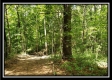 Tract 2 - The Woods at Pedigo Ridge property photo