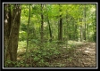 Tract 2 - The Woods at Pedigo Ridge property photo
