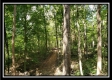 Tract 2 - The Woods at Pedigo Ridge property photo