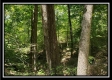 Tract 2 - The Woods at Pedigo Ridge property photo