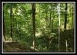 Tract 2 - The Woods at Pedigo Ridge property photo
