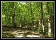 More of Tract 2 - The Woods at Pedigo Ridge