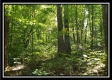 Tract 2 - The Woods at Pedigo Ridge property photo