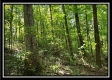 Tract 2 - The Woods at Pedigo Ridge property photo