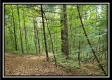 Tract 2 - The Woods at Pedigo Ridge property photo