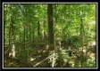 Tract 2 - The Woods at Pedigo Ridge property photo