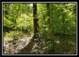 Tract 2 - The Woods at Pedigo Ridge property photo