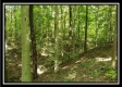 Tract 2 - The Woods at Pedigo Ridge property photo