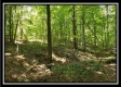 Tract 2 - The Woods at Pedigo Ridge property photo
