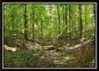 Tract 2 - The Woods at Pedigo Ridge property photo