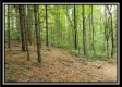 More of Tract 2 - The Woods at Pedigo Ridge