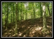 Tract 2 - The Woods at Pedigo Ridge property photo