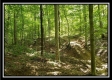 Tract 2 - The Woods at Pedigo Ridge property photo