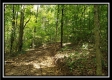 Tract 2 - The Woods at Pedigo Ridge property photo