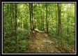 Tract 2 - The Woods at Pedigo Ridge property photo