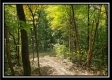 Tract 2 - The Woods at Pedigo Ridge property photo