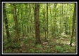 Tract 2 - The Woods at Pedigo Ridge property photo