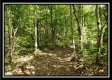 Tract 2 - The Woods at Pedigo Ridge property photo