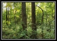 Tract 2 - The Woods at Pedigo Ridge property photo
