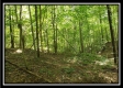 Tract 2 - The Woods at Pedigo Ridge property photo