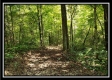 Tract 2 - The Woods at Pedigo Ridge property photo