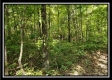 Tract 2 - The Woods at Pedigo Ridge property photo