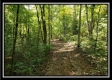 Tract 2 - The Woods at Pedigo Ridge property photo