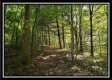 Tract 2 - The Woods at Pedigo Ridge property photo