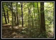 Tract 2 - The Woods at Pedigo Ridge property photo