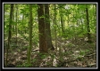 Tract 2 - The Woods at Pedigo Ridge property photo