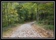 Tract 2 - The Woods at Pedigo Ridge property photo
