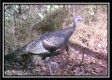 More of Whitetail Retreat at Possum Trot