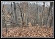 More of Tract 9 - Buck Run