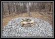 More of Tract 8 at Black Run