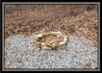 More of Tract 9 at Black Run