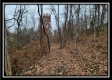 Tract 9 at Black Run property photo