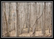 More of Tract 9 at Black Run
