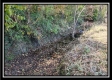 More of Tract 1 - Creek View
